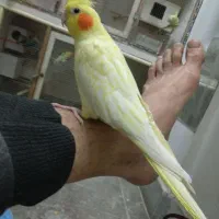 گرینچیک،معاوضه