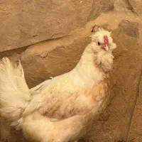 فروش مرغ و خروس گلین