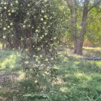 فروش‌ دو طبقه دربست شهرک گلستان
