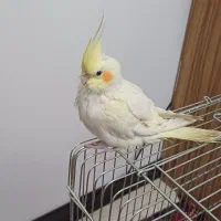 عروس معاوضه با کبوتر