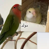 طوطی برزیلی مولد