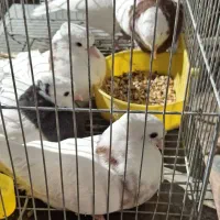 کبوتر طوقی خانگی بالغ و جوجه