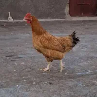 دوعدد مرغ تخمگذار