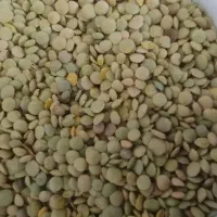 عدس|عمده‌فروشی|کندوان, |دیوار