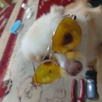 یه سگ پامرین گم شده