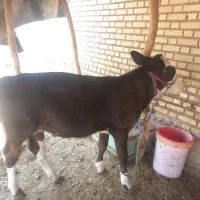 گوساله هلشتان ماده