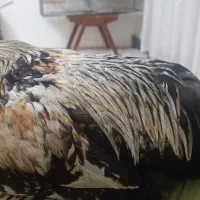 مرغ و خروس