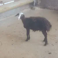 بره افشاری لخت
