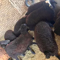 بره چاق میش