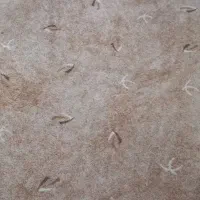 موکت ۲/۵ × ۳