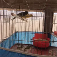 یک جفت قناری آماده