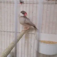 فنچ نرگسی شکلاتی سیلور