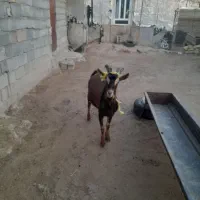 بزی