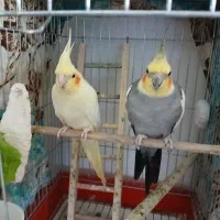 فروش عروس هلندی