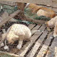 سگه گله|سگ|علیآباد کتول, |دیوار