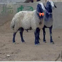 گوسفند زنده افشار