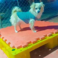 ماده عقیم ۲ساله فقط پیامک تماس نگیرید