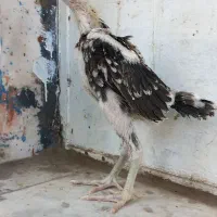 جوجه لاری اوشامو