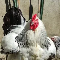 جفت مرغ و خروس برهما لایت غول پیکر