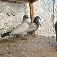 جوجه کفتر پروندنی