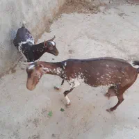 بز ب