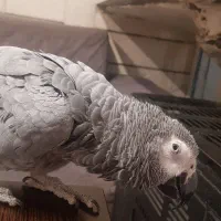 کاسکو