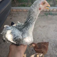 جوجه لاری اصیل