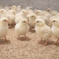 جوجه گوشتی فروش فقط کلی (با چک ثبتی)