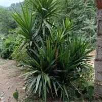 گل  بزرگ