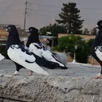 ۱۰تاسینه سیاه