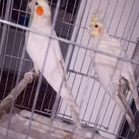 عروس هلندی