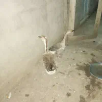قو غاز