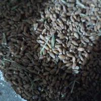 گندم درجه یک اعلا اعلل