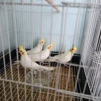 جوجه عروس هلندی و کوتوله