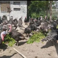بوقلمون محلی