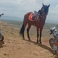 اسب کورسی سرعت بالا