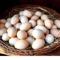تخم مرغ نطفه دار