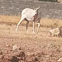 خر گله ای  شیر خر