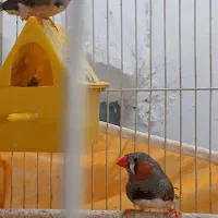 فنچ
