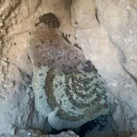 عسل محلی کوهی درمانی