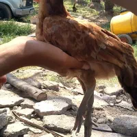 جوجه افغان