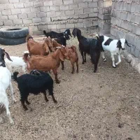 بز فروشی