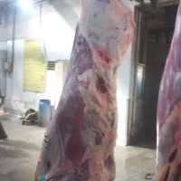 سلاخ و قصاب ذبح دام