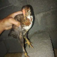 نیمچه گلین