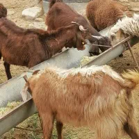 3 راس بز شیری فروشی