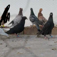 ۷ عدد کفتر رنگه فروشی خوشگل پرشی