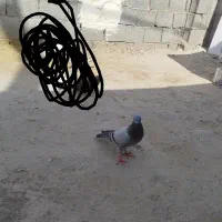 کبوتز|پرنده|اهرم, |دیوار