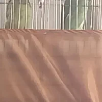 جفت ملنگو با قفس