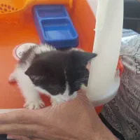گربه tsh تی اس اچ ۵ماهه خواهر برادر