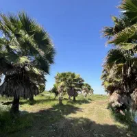 زمین شهرکی در منطقه ساحلی سرخرود اقساط سندتکبرگ